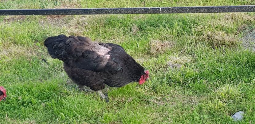 20190528_192048(0) - 000 poze noi iunie 2019