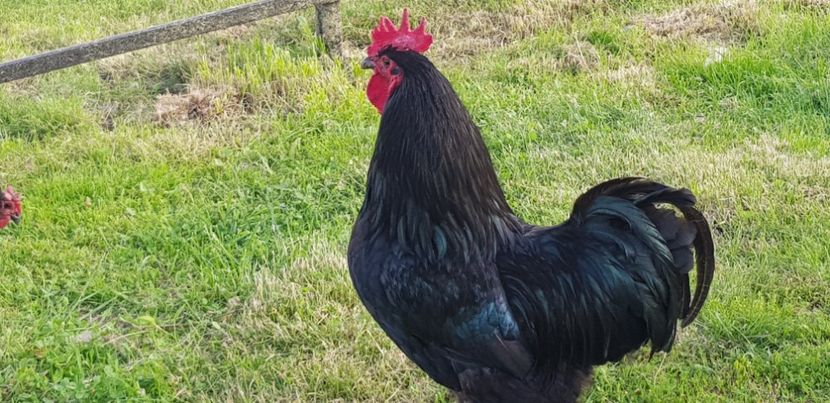 20190528_192044(0) - 000 poze noi iunie 2019