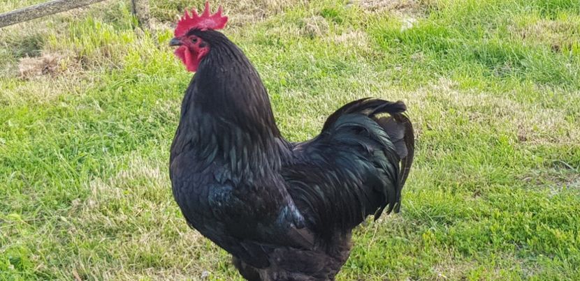  - 000 poze noi iunie 2019