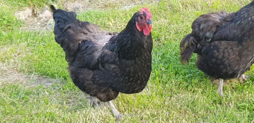  - 000 poze noi iunie 2019