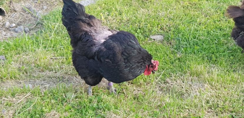  - 000 poze noi iunie 2019