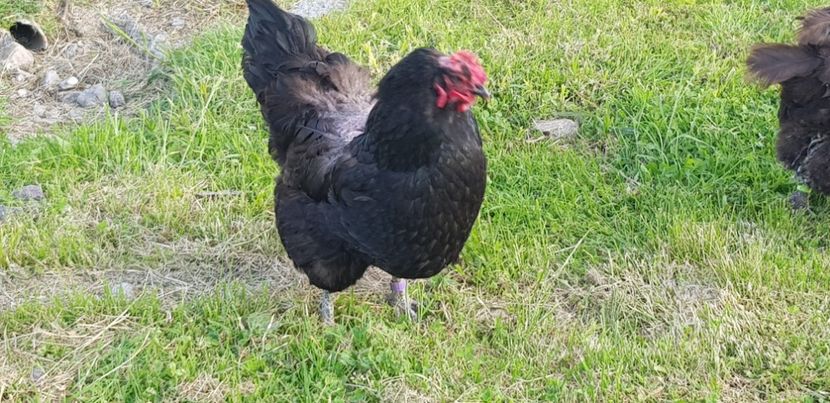  - 000 poze noi iunie 2019