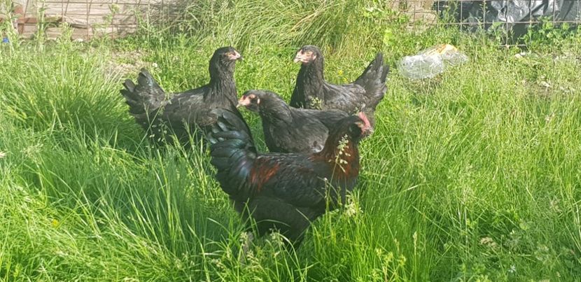  - 000 poze noi iunie 2019