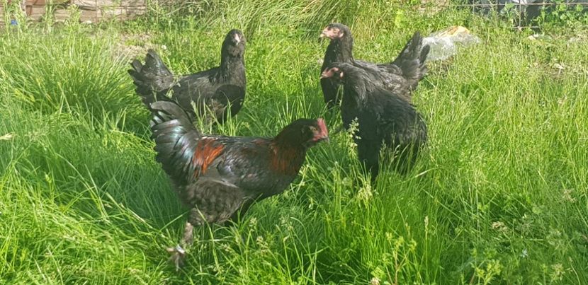  - 000 poze noi iunie 2019