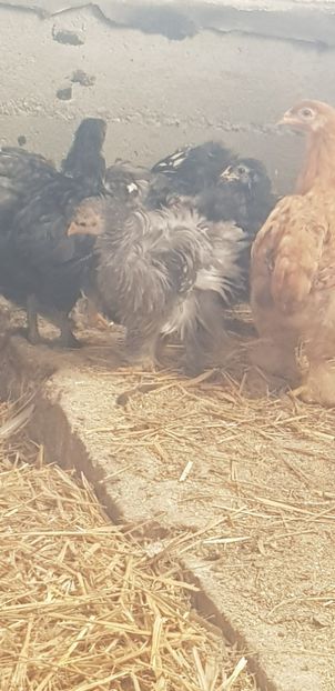  - 000 poze noi iunie 2019