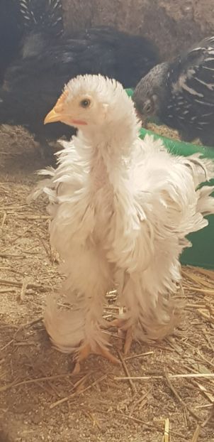  - 000 poze noi iunie 2019