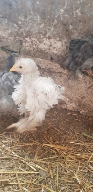  - 000 poze noi iunie 2019