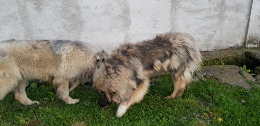  - 000 poze noi iunie 2019