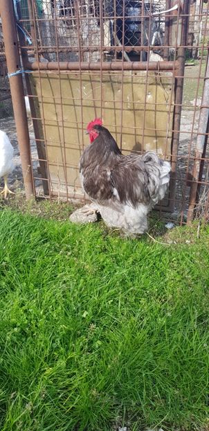 20190522_174257(0) - 000 poze noi iunie 2019