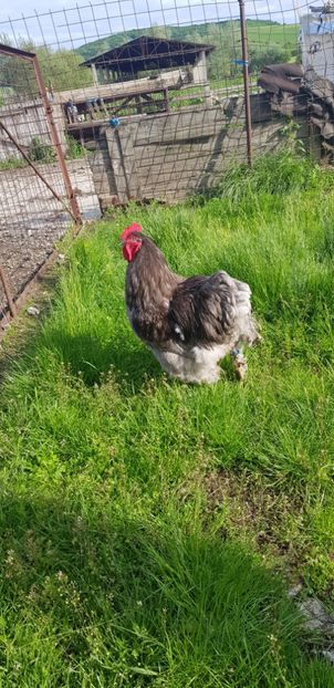  - 000 poze noi iunie 2019