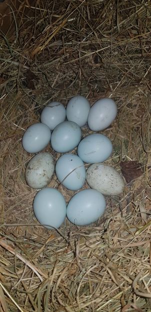  - 000 poze noi iunie 2019