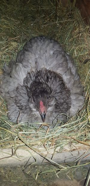  - 000 poze noi iunie 2019