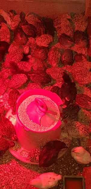  - 000 poze noi iunie 2019