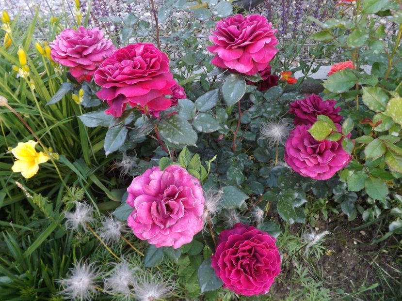  - Bellevue al ll-lea an