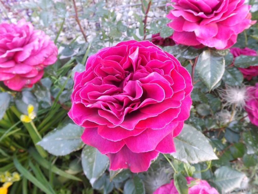  - Bellevue al ll-lea an