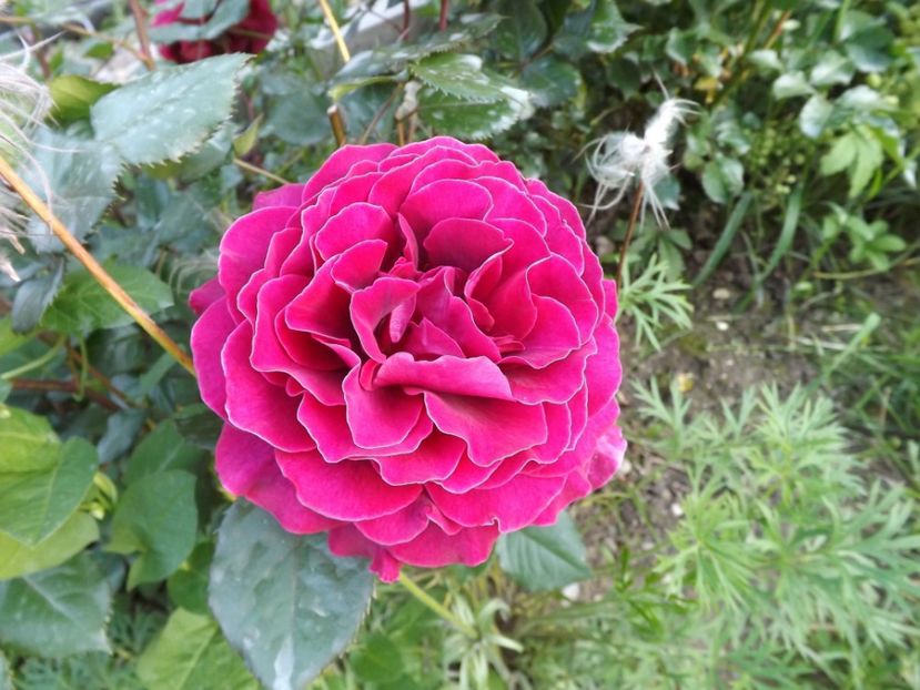  - Bellevue al ll-lea an