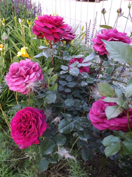  - Bellevue al ll-lea an