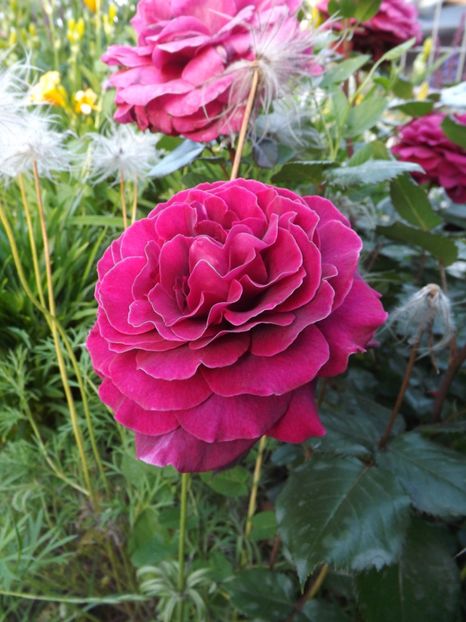  - Bellevue al ll-lea an