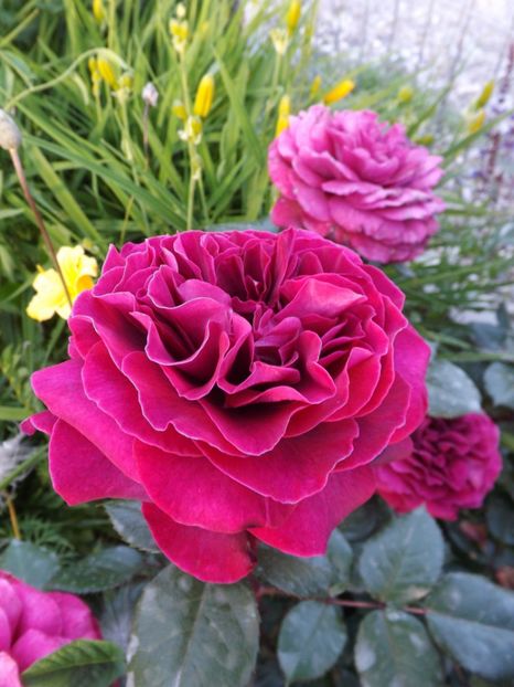  - Bellevue al ll-lea an