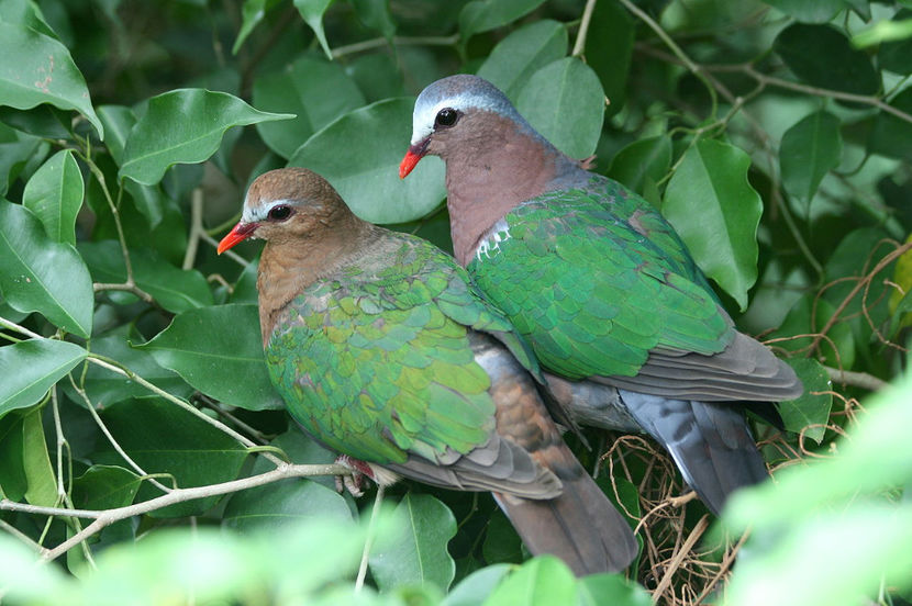 pereche emerald dove - turturele cu aripa verde