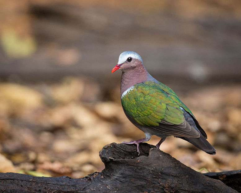 mascul emerald dove - turturele cu aripa verde