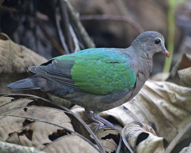 femela emerald dove - turturele cu aripa verde