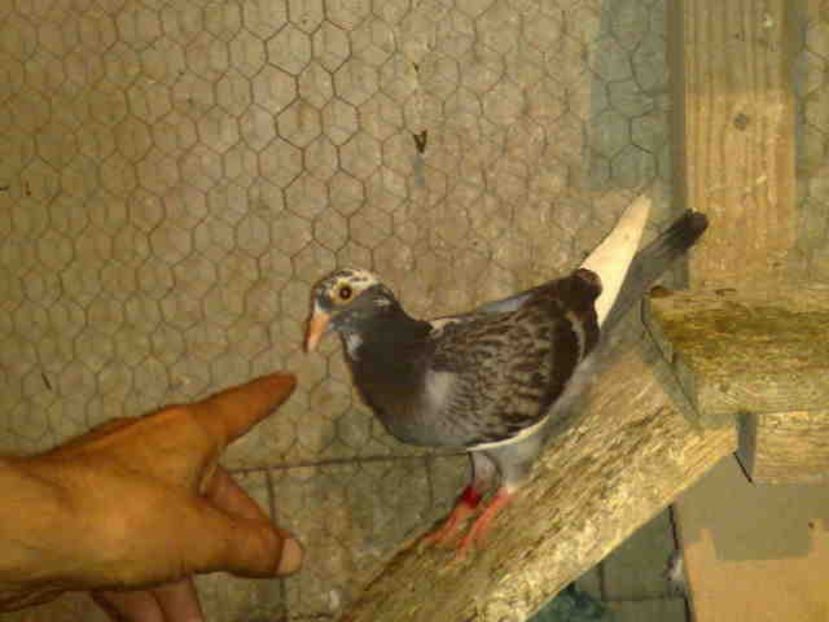  - Pui 2017-2018 -2019-2020 -2021-matca-doici-vind aproape tot lotul