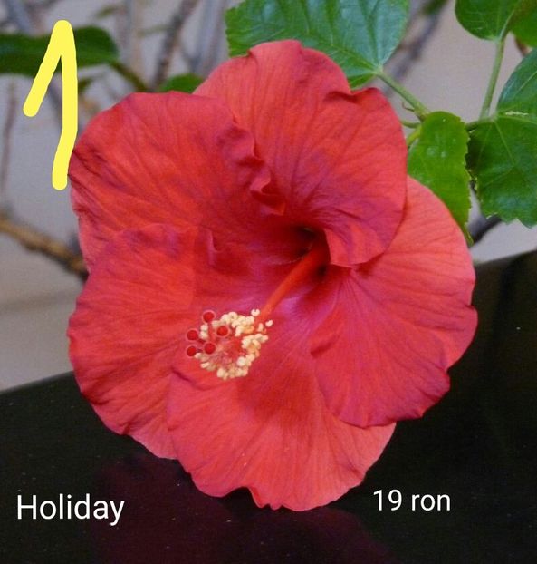 IMG-20190606-WA0004 - Butasi hibiscus