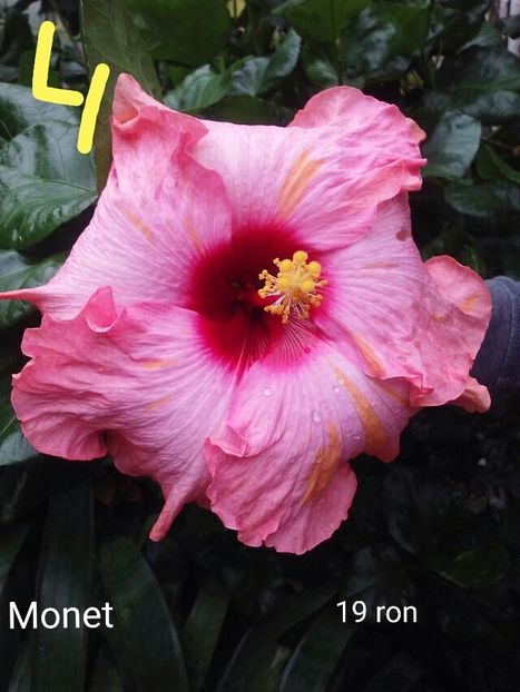 IMG-20190606-WA0007 - Butasi hibiscus