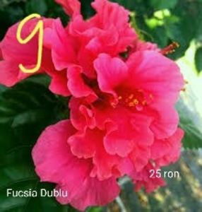 IMG-20190606-WA0010 - Butasi hibiscus