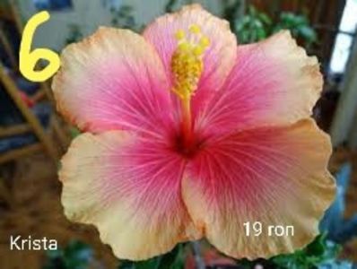 IMG-20190606-WA0017 - Butasi hibiscus
