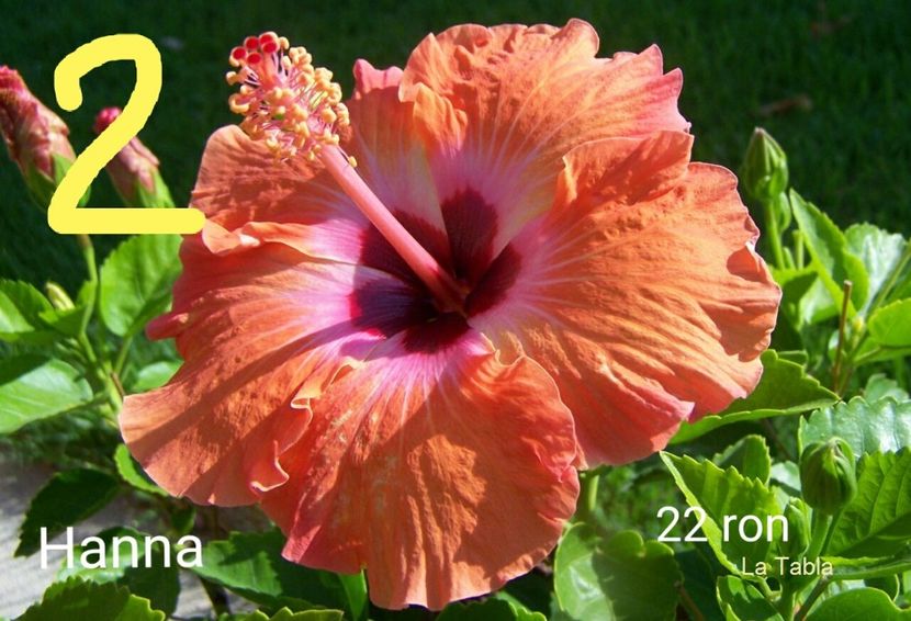 IMG-20190606-WA0006 - Butasi hibiscus