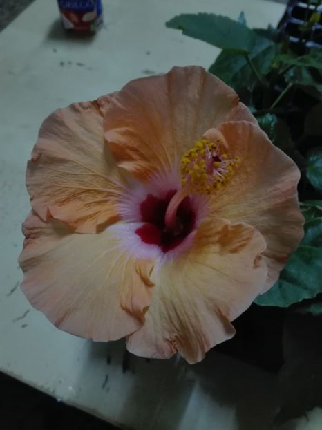  - Butasi hibiscus