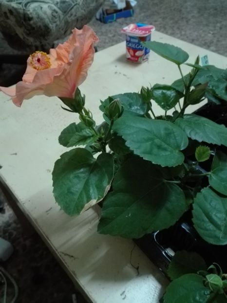  - Butasi hibiscus