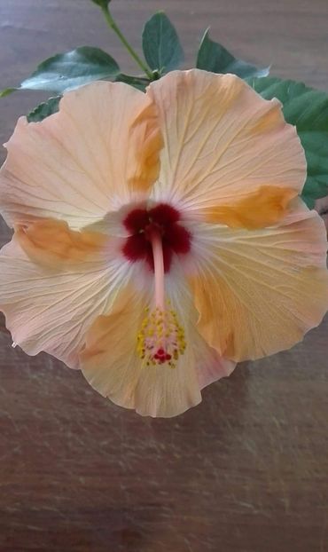 received_874415132942492 - Butasi hibiscus