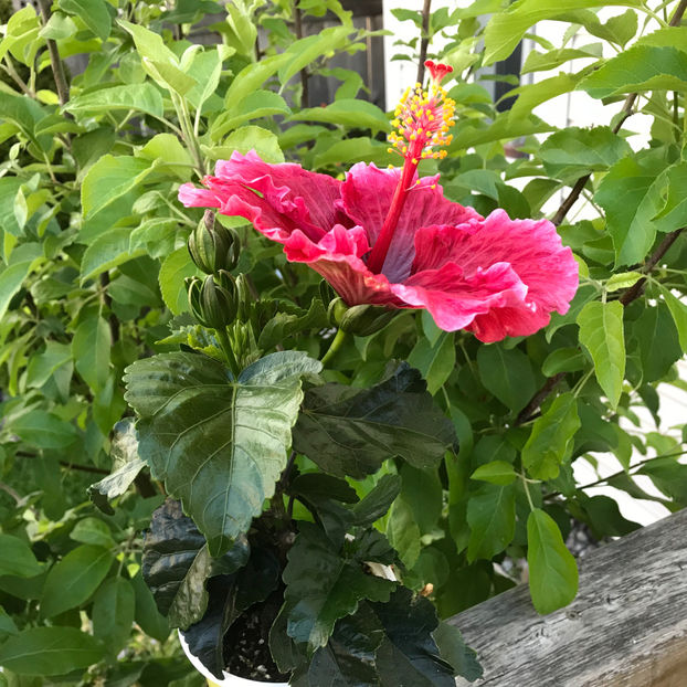  - Jurnalul gradinii 2019