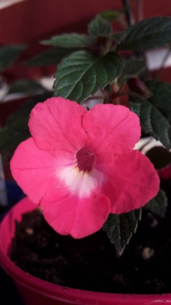 Rosy Frost - 10 Achimenes 2019