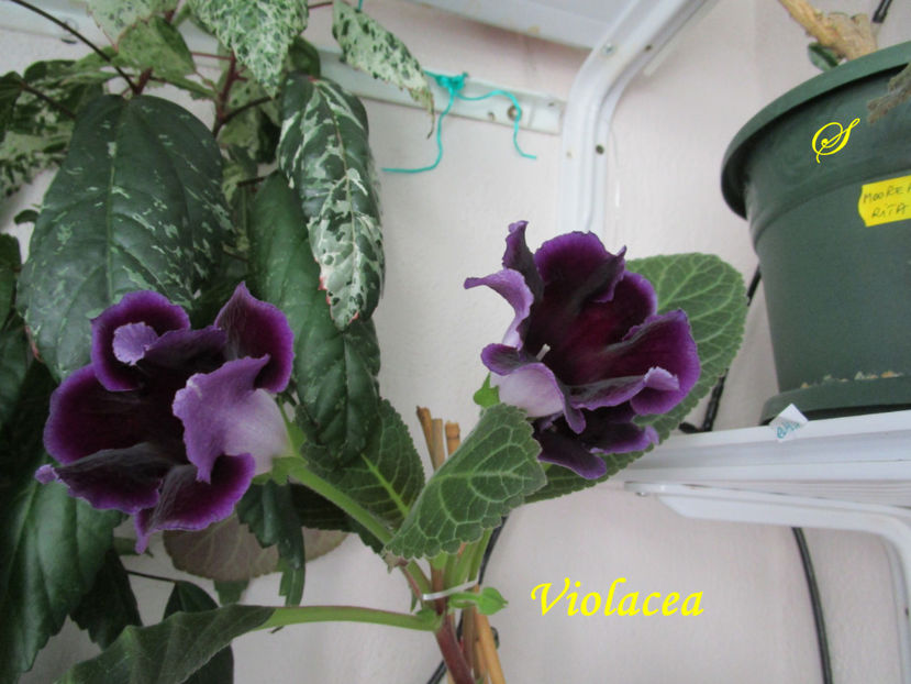 Violacea(10-06-2019) - Gloxinii 2019