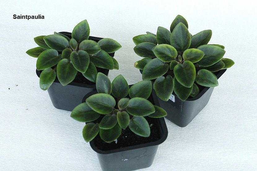 10.06.19 - 1 Suckers si forma