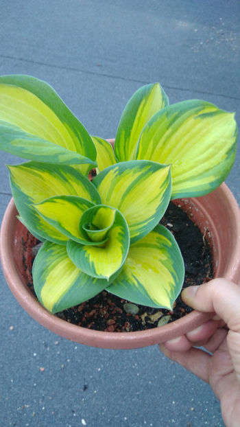  - Hosta 2019