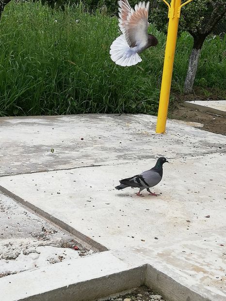  - Gutana Vânătă dela Nenea Valerio