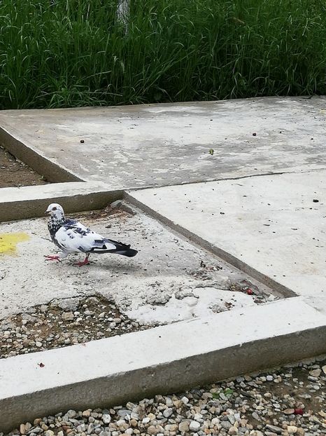  - Gutana Cucă dela Bucuresti