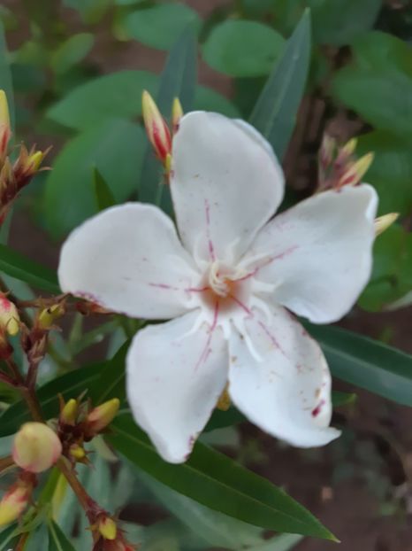 Hariette newding - 1Flori 2019
