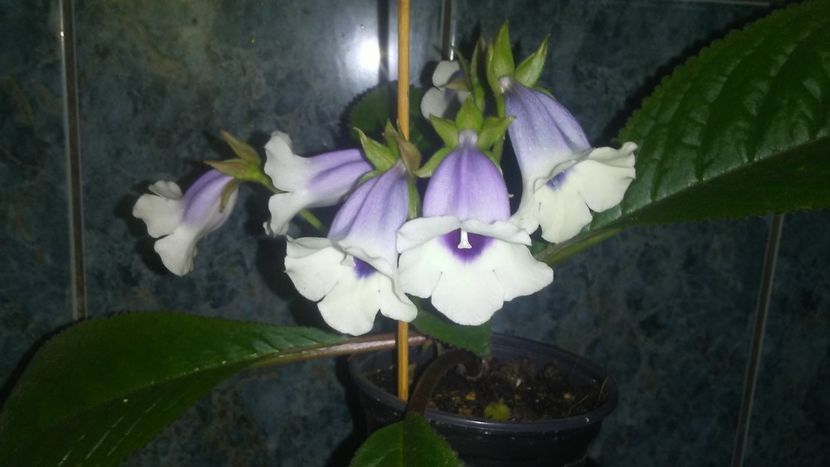 Sinningia speciosa carangola - Sinningia 2019