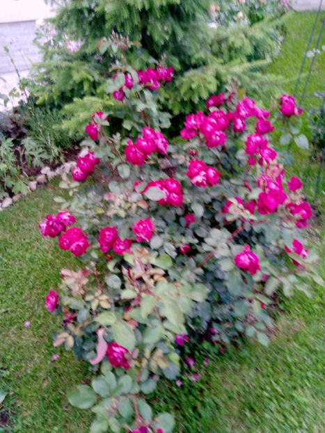  - Gradina iunie 2019