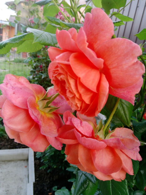  - Gradina iunie 2019