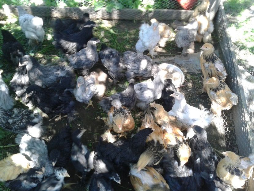 Fénykép0250 - PUI BRAHMA 2019