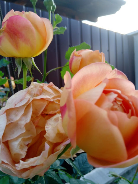  - Gradina iunie 2019