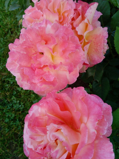  - Gradina iunie 2019