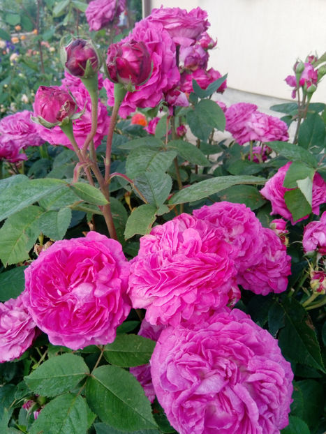  - Gradina iunie 2019